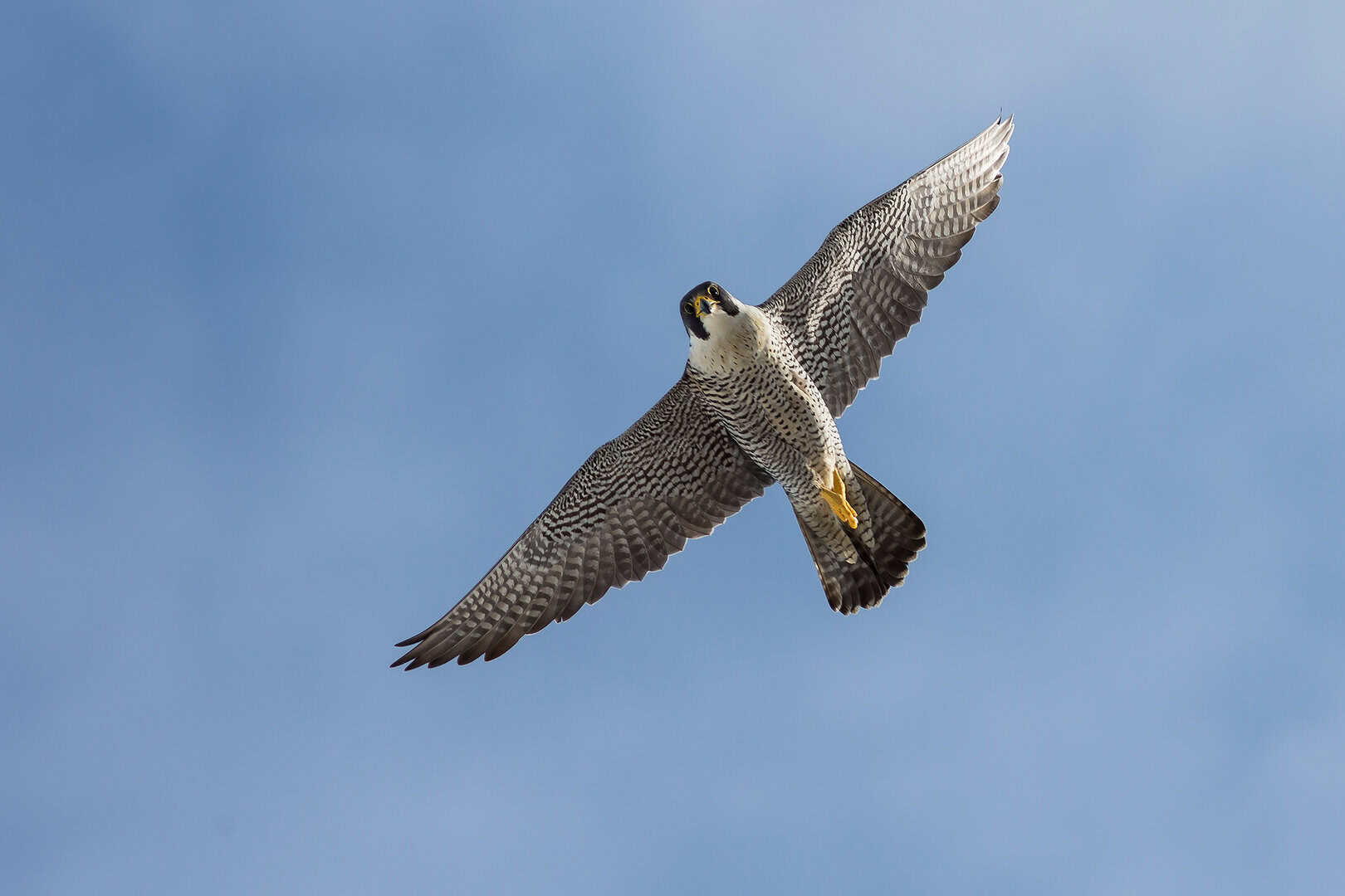 falco pellegrino animale piu veloce al mondo