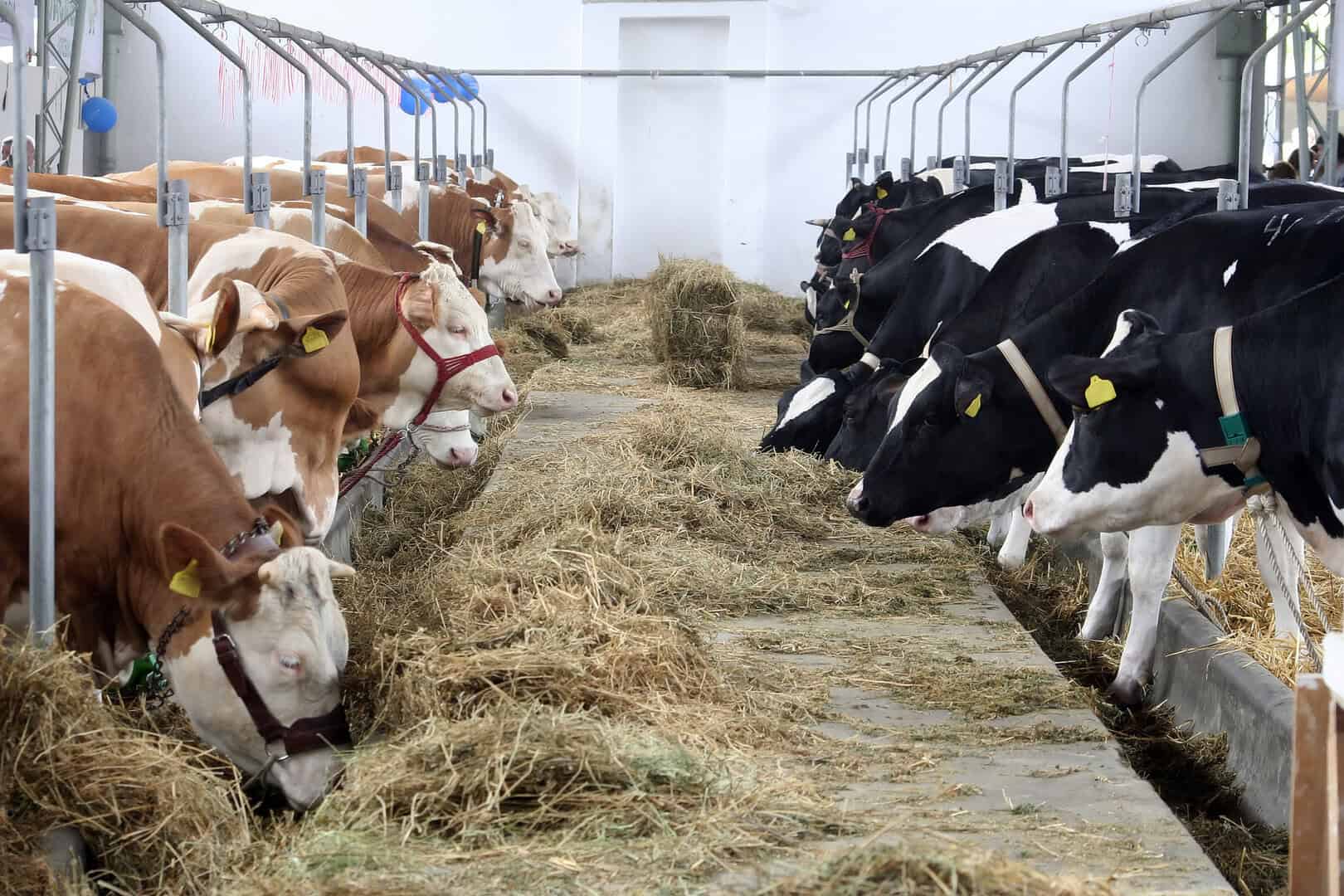 fattoria animale sostenibilita