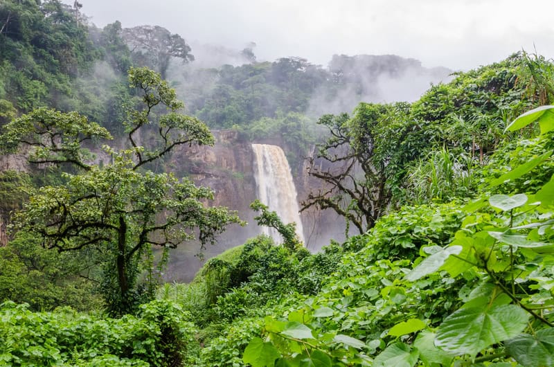 La biodiversità delle foreste tropicali è fortemente minacciata dai cambiamenti climatici