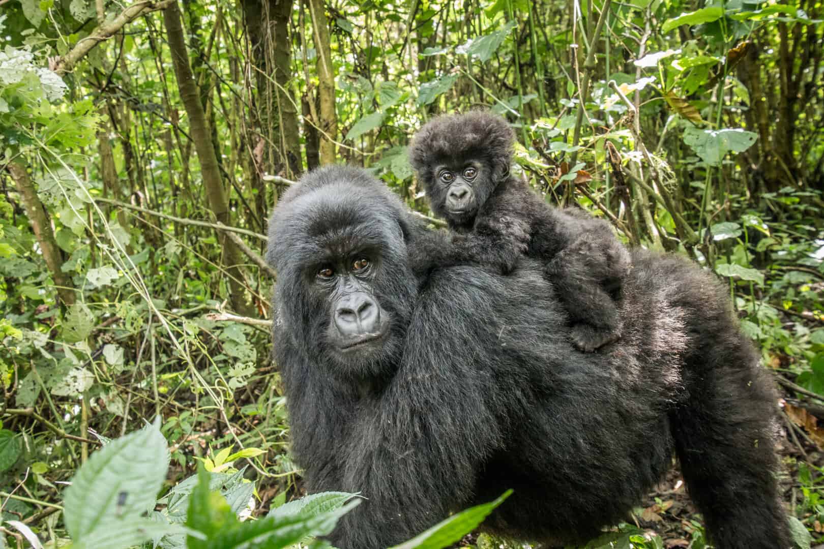 genoma grandi scimmie gorilla