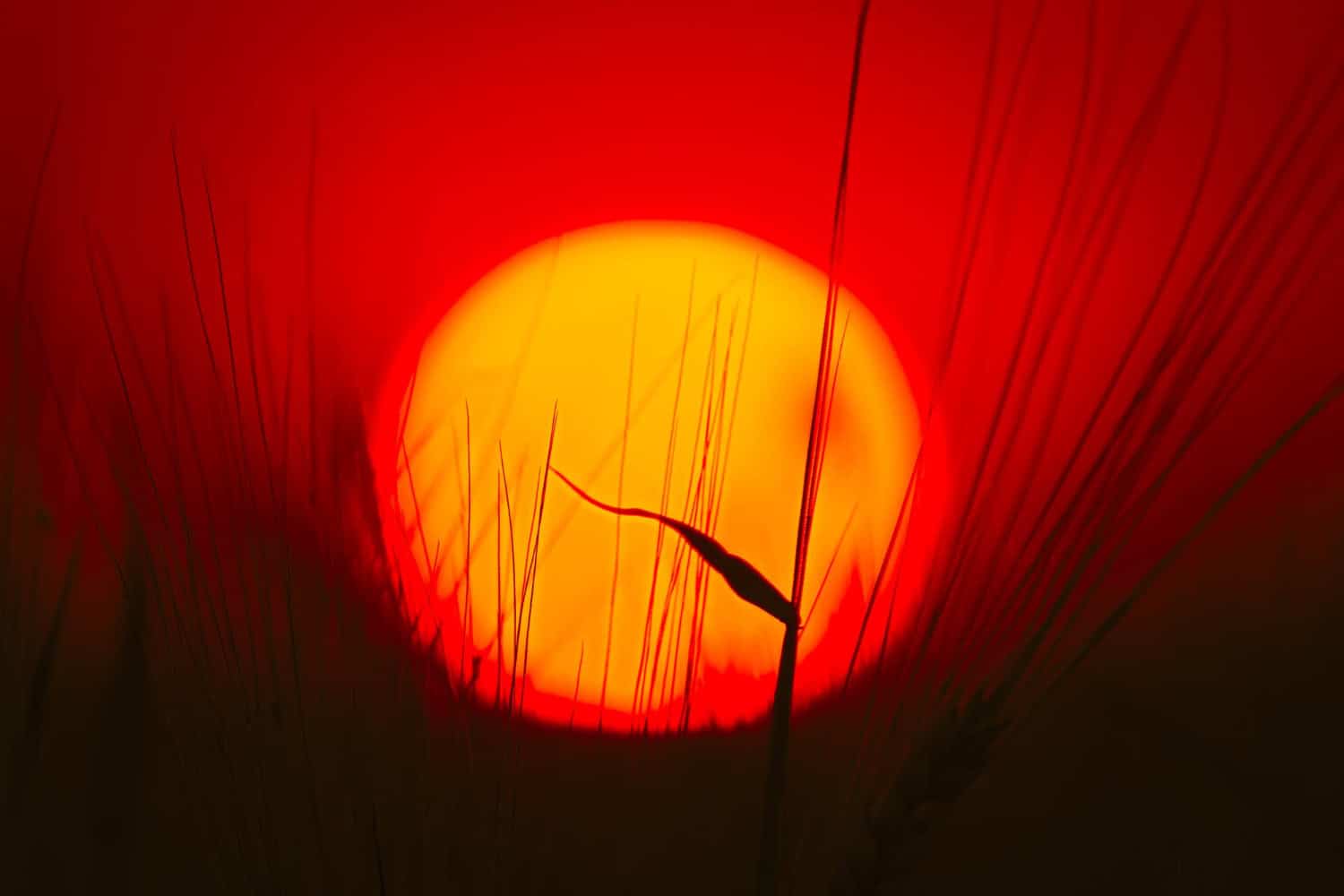 Giappone: ondata di caldo più grave degli ultimi 150 anni, forte aumento dei casi di colpo di calore
