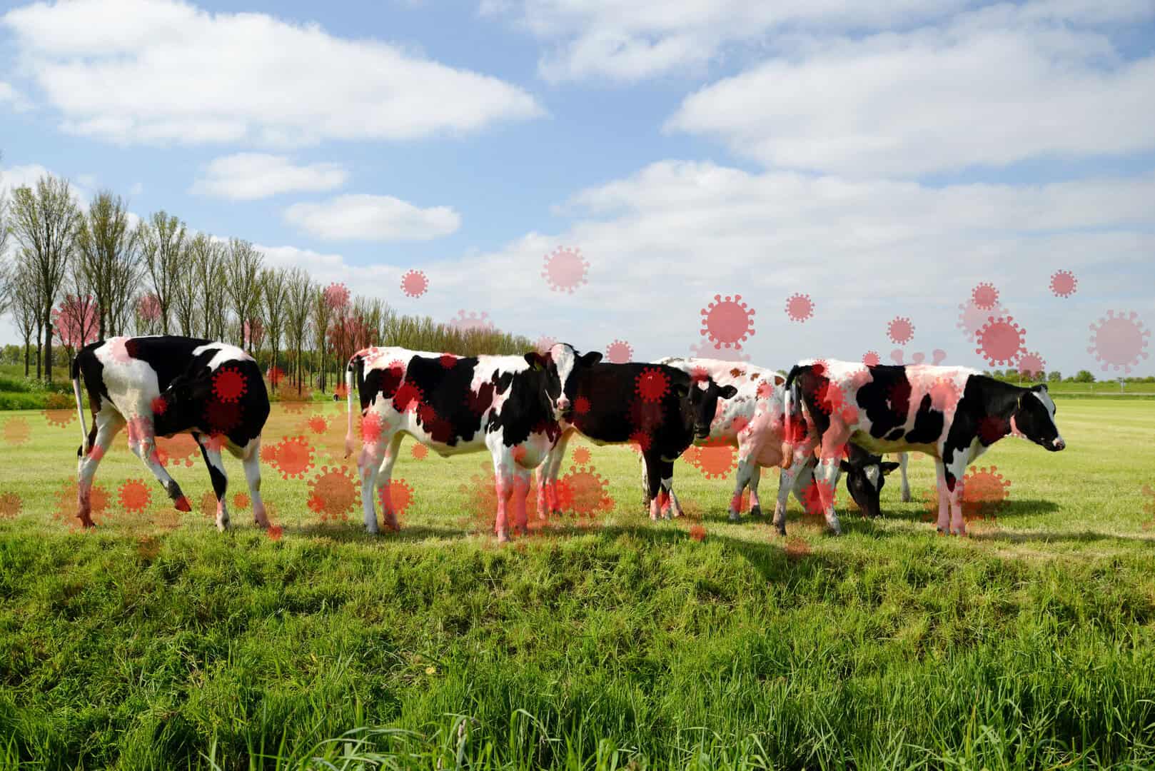 Influenza aviaria H5N1 trovata per la prima volta nella carne di bovino negli Stati Uniti: le preoccupazioni degli esperti