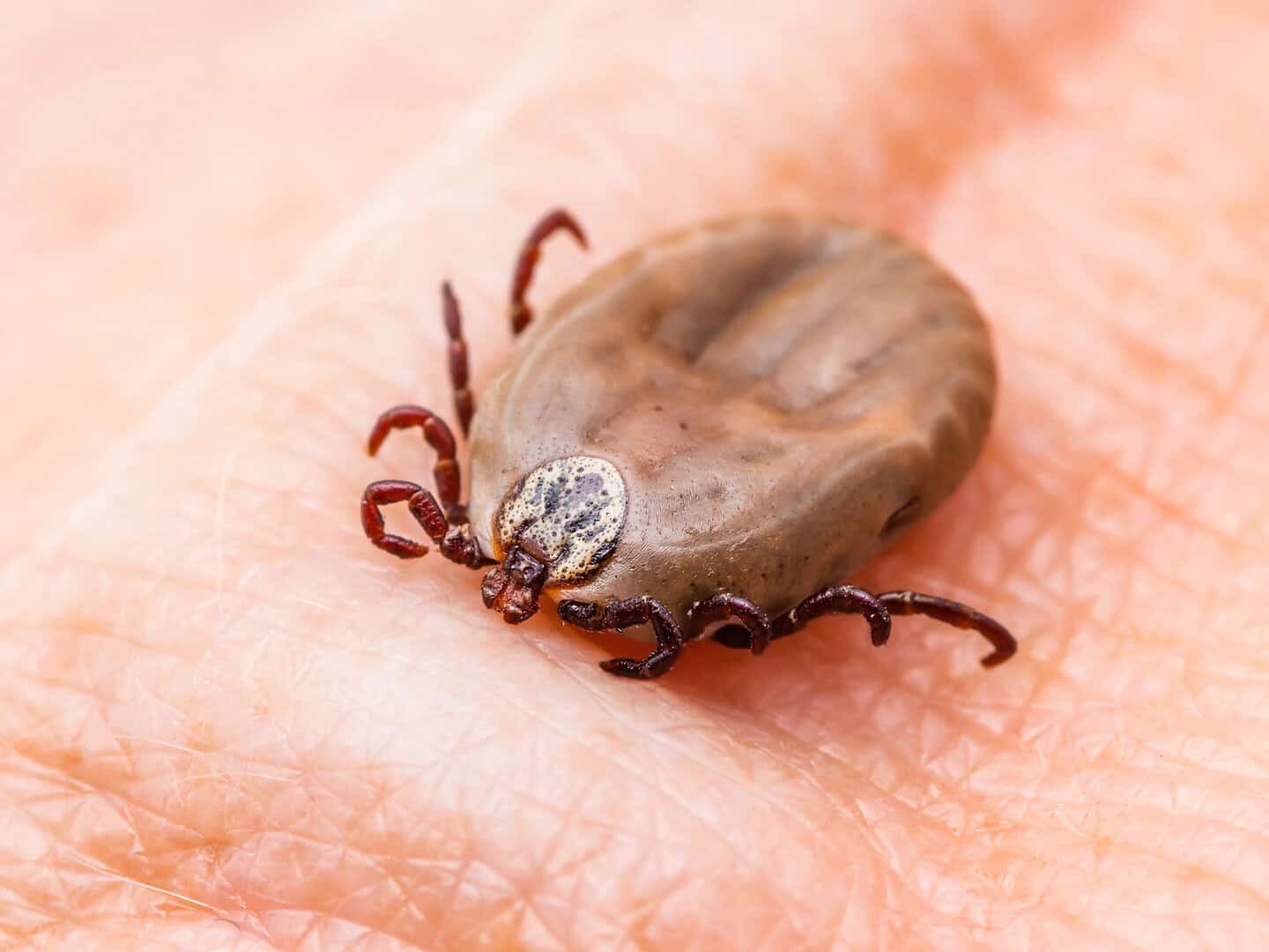 malattia di lyme diagnosi