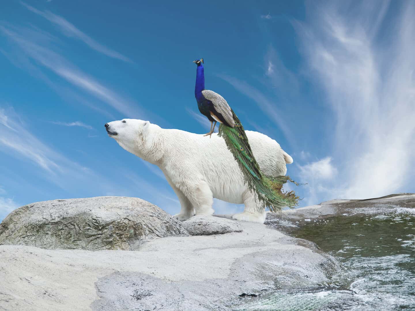 Migrazione delle specie: il cambiamento climatico potrebbe non essere l’unica causa