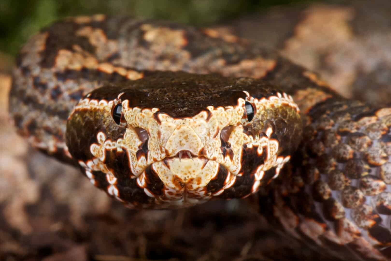 Nuova specie di vipera velenosa scoperta in Cina
