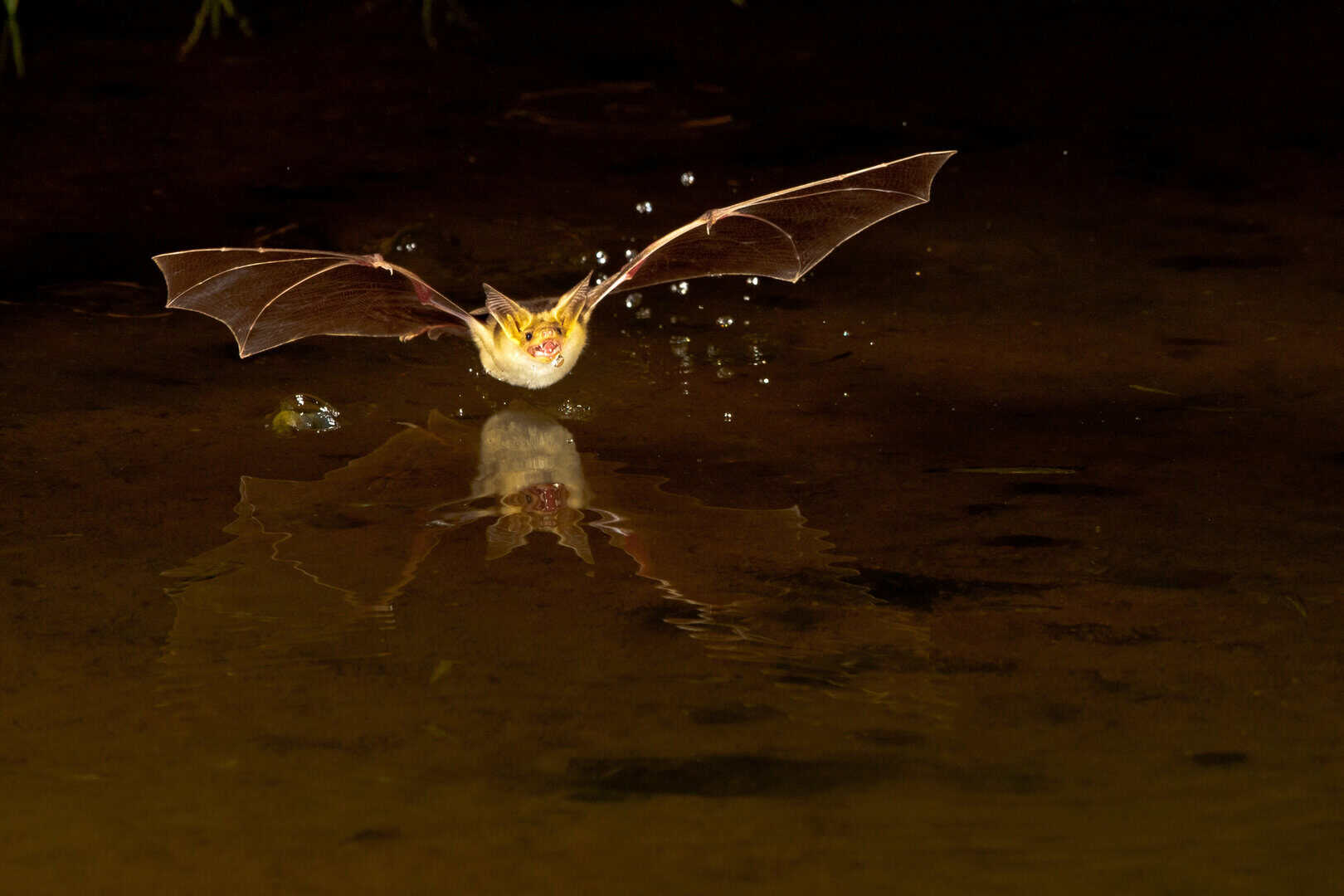 pipistrello in volo