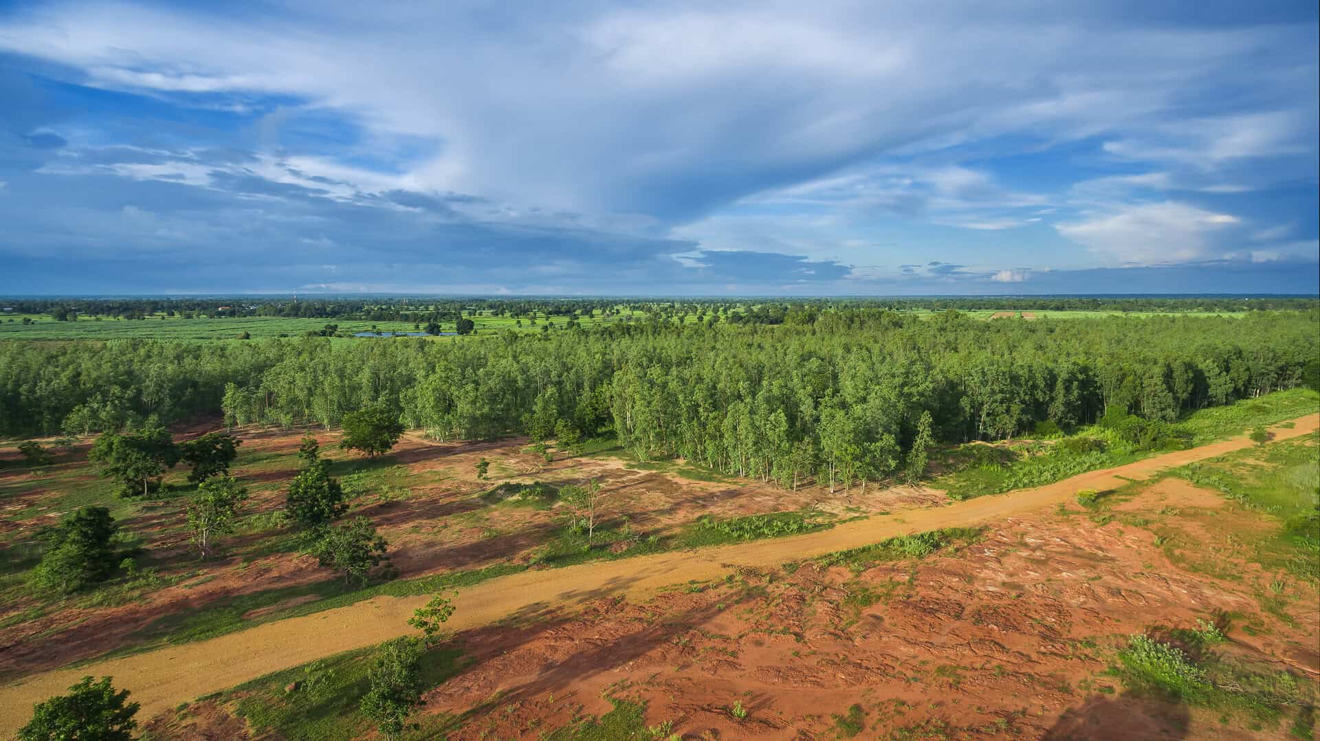 riforestazione assorbimento co2
