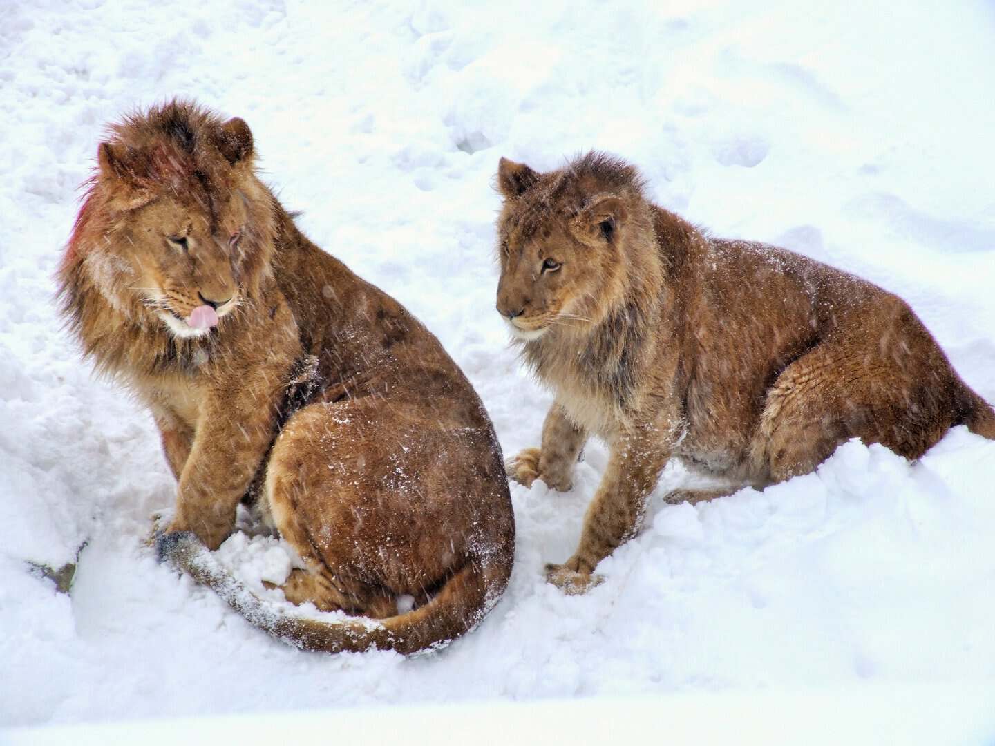 La neve in Sudafrica: un manto bianco copre leoni, giraffe e zebre, ma è normale?