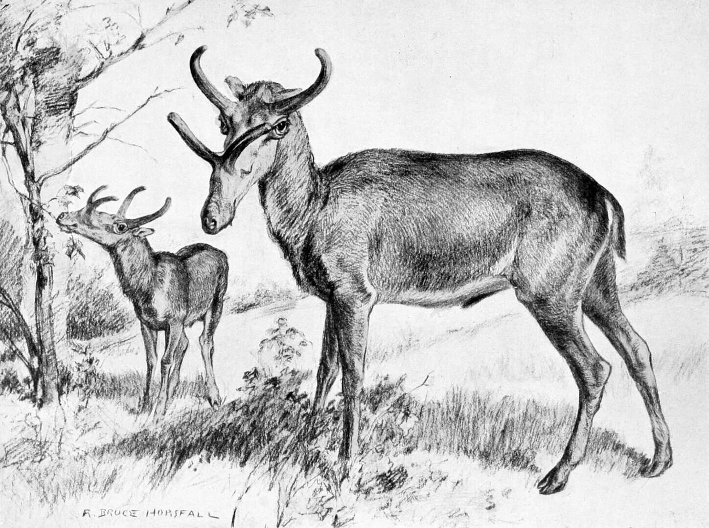 syndyoceras