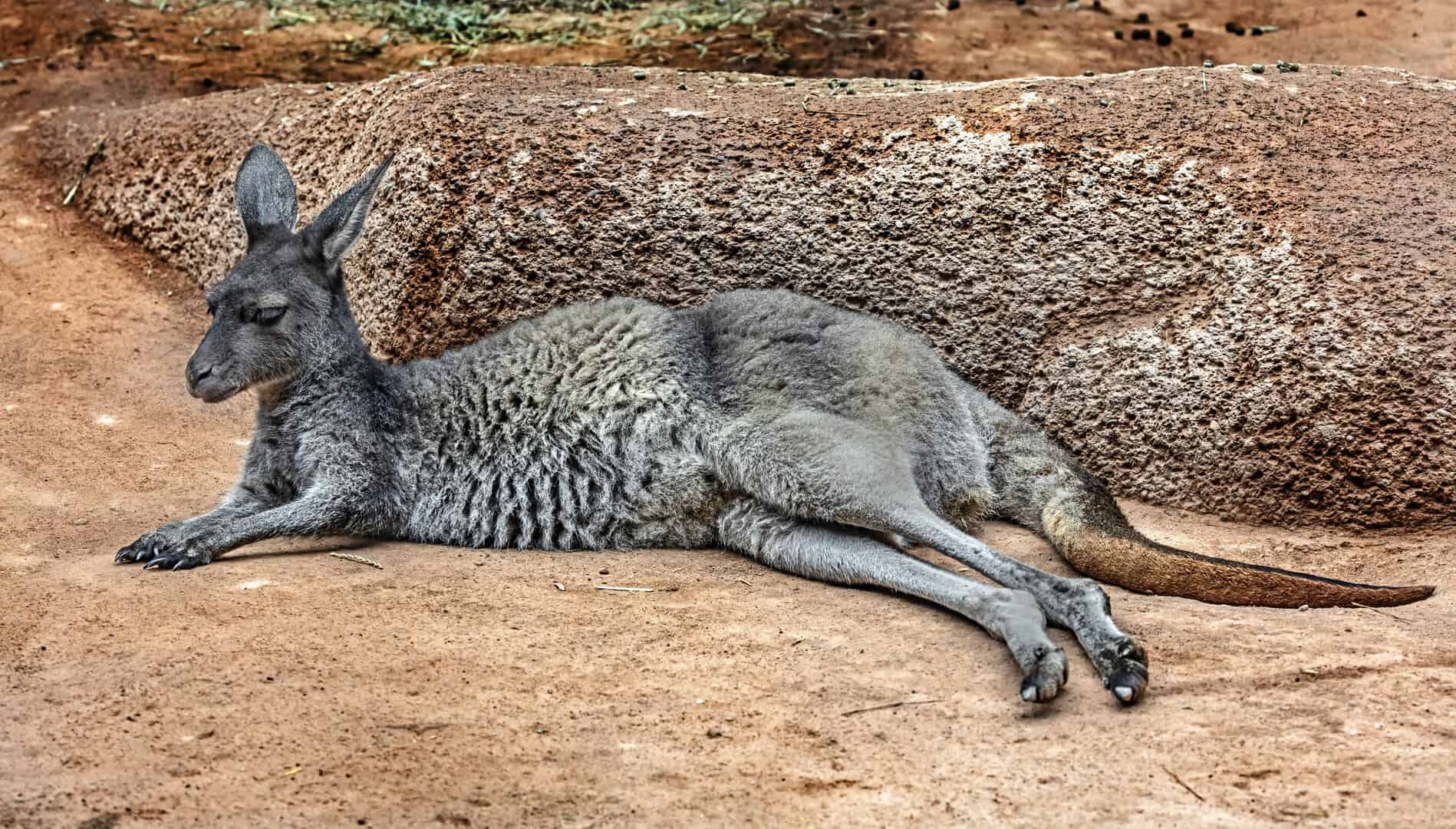 trasmigrazione marsupiali
