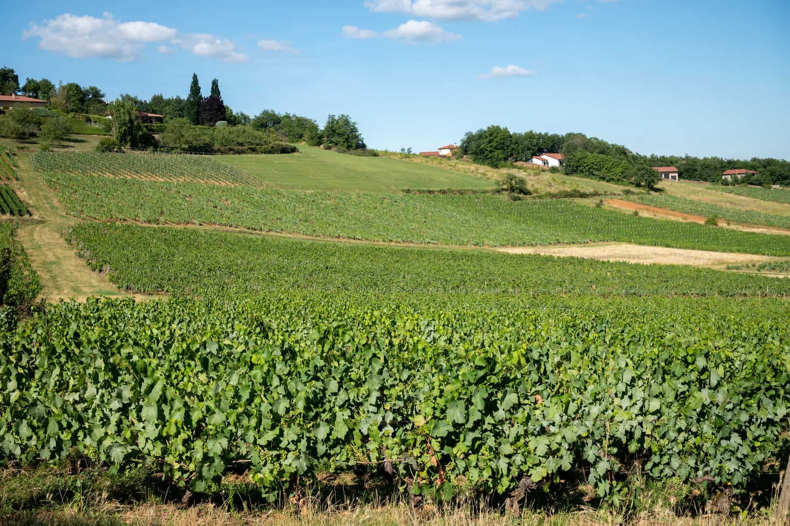 Cme i vigneti francesi si adattano alle sfide dei cambiamenti climatici mediante tecniche innovative