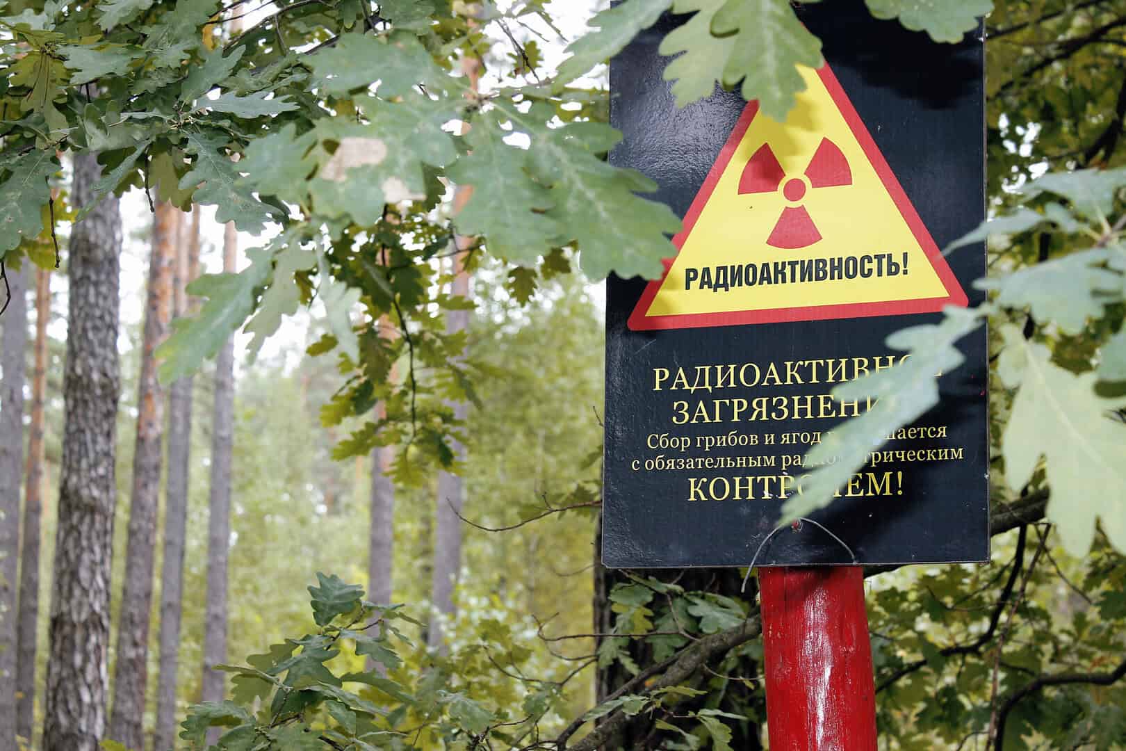 La radiazione modifica i canti degli uccelli nella zona di esclusione di Chernobyl