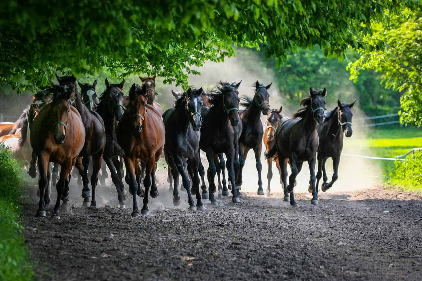 cavalli intelligenti analisi costi benefici