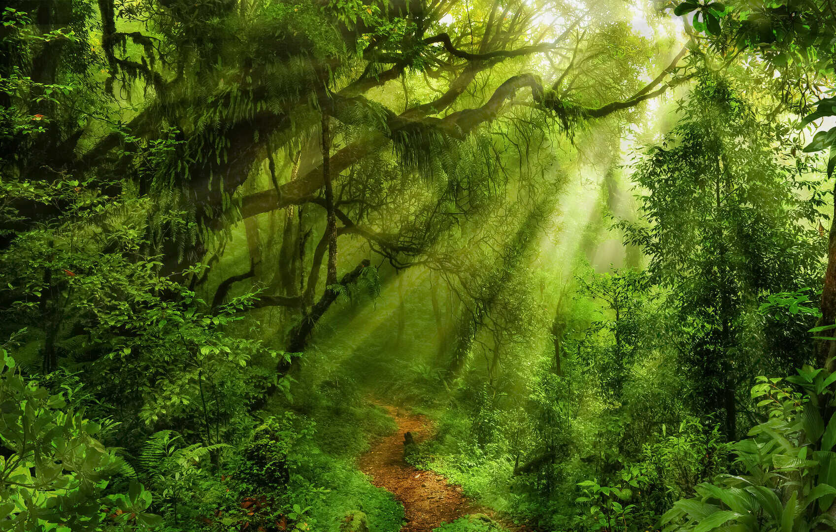 foresta pluviale ecosistema antico