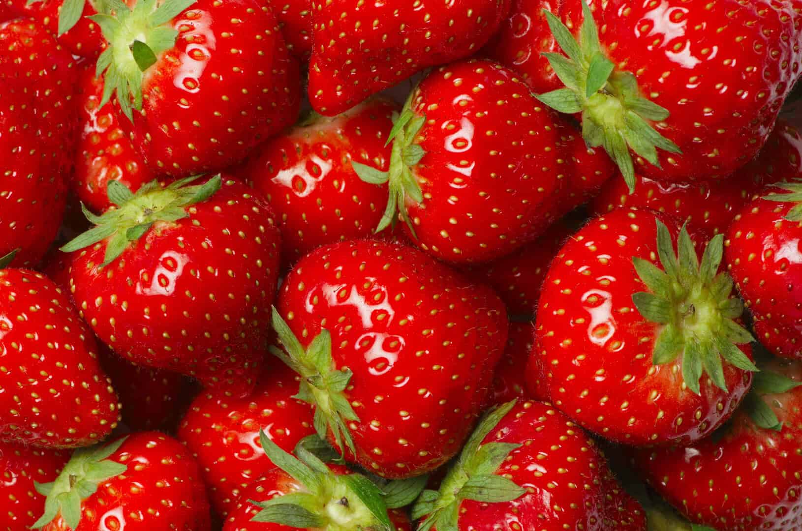 fragole migliori genetica