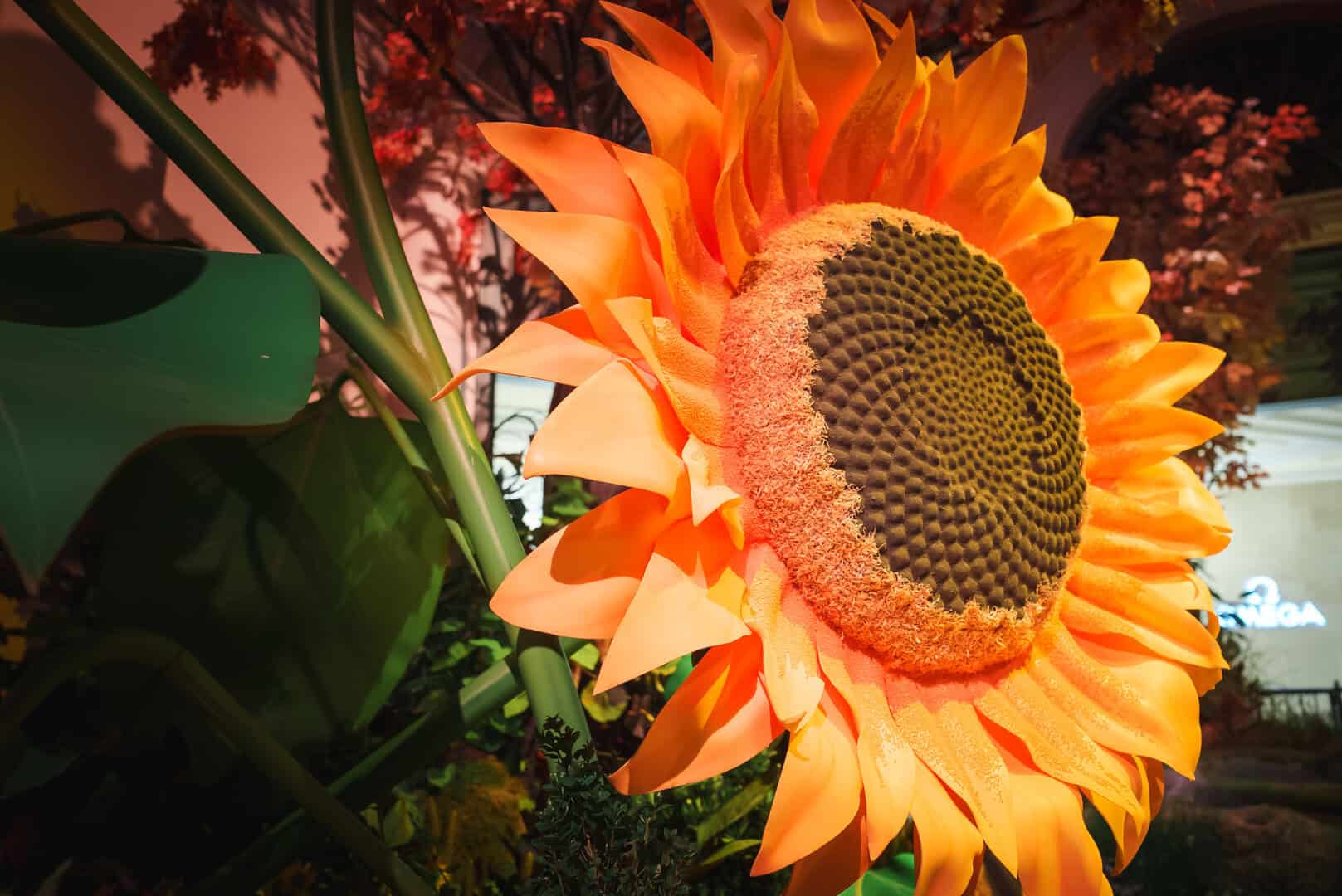 girasolo rivolto al sole