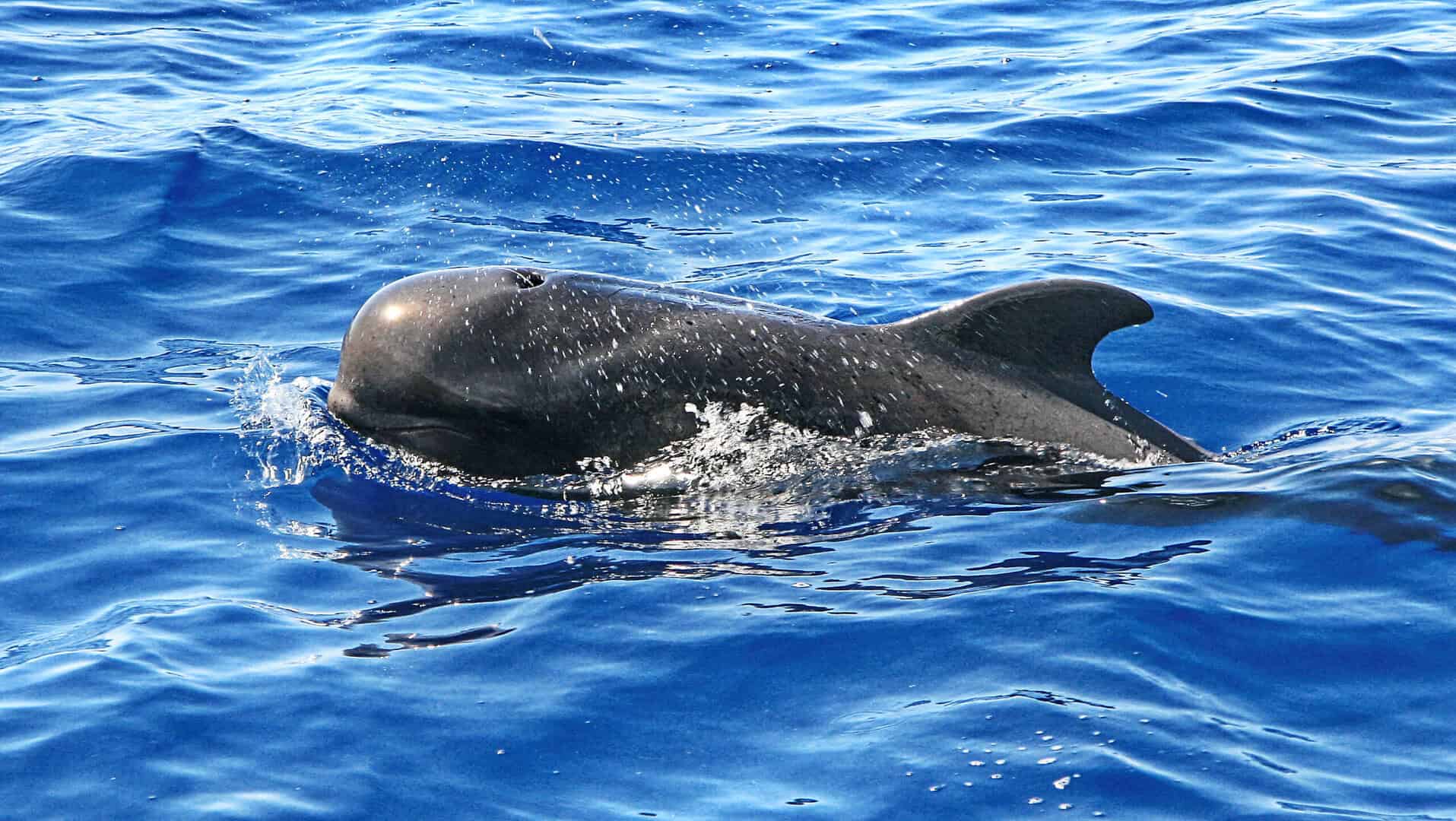 Il globicefalo nero: uno dei mammiferi marini più enigmatici del pianeta si trova anche in Italia!