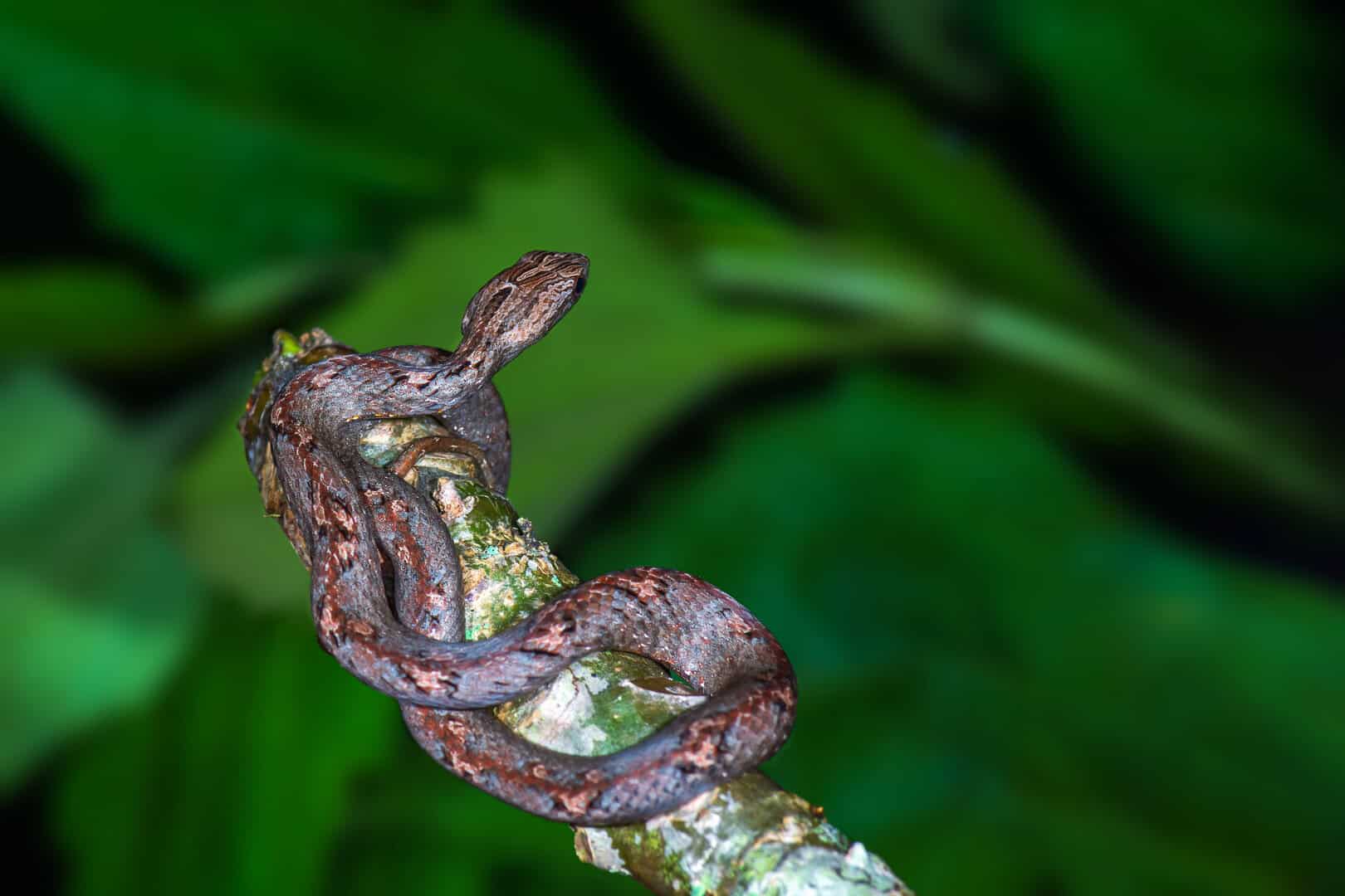 Mistero risolto: scienziati scoprono un ramo evolutivo unico dei serpenti