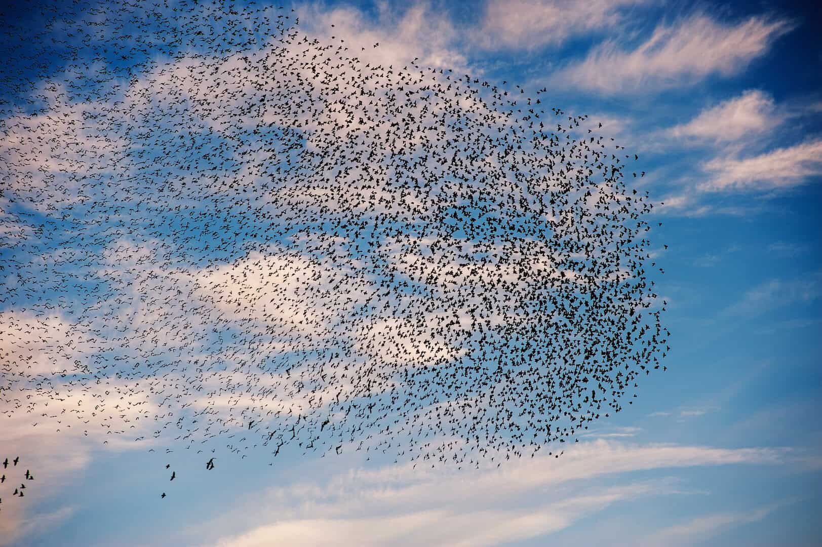 movimenti collettivi stormi di uccelli