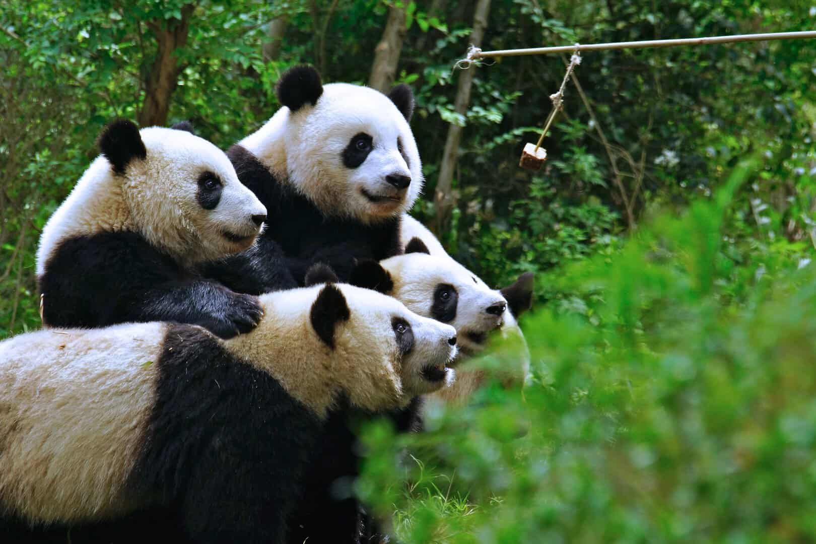 panda gigante vecchio maternita hong kong