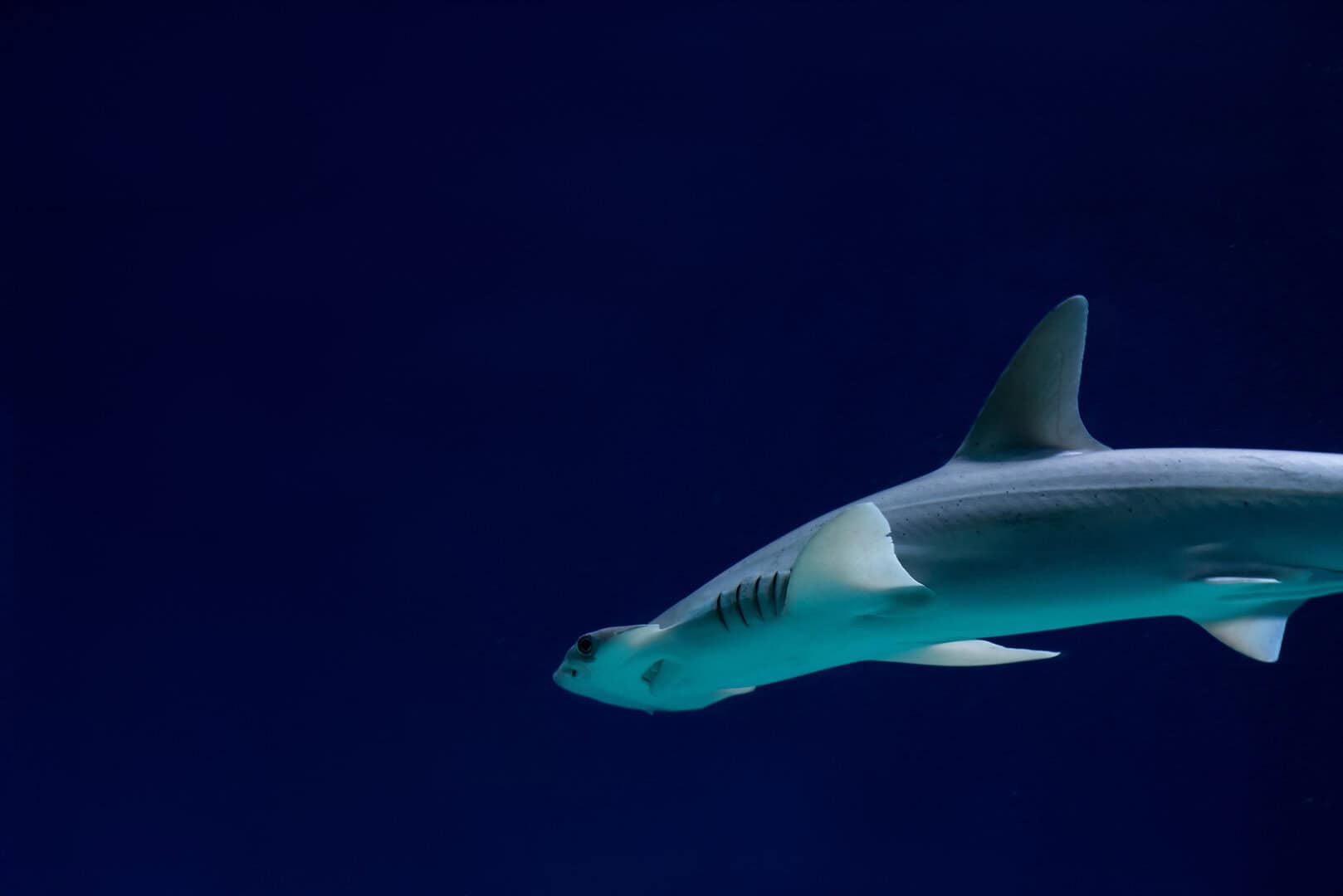 partenogenesi squalo mustelus