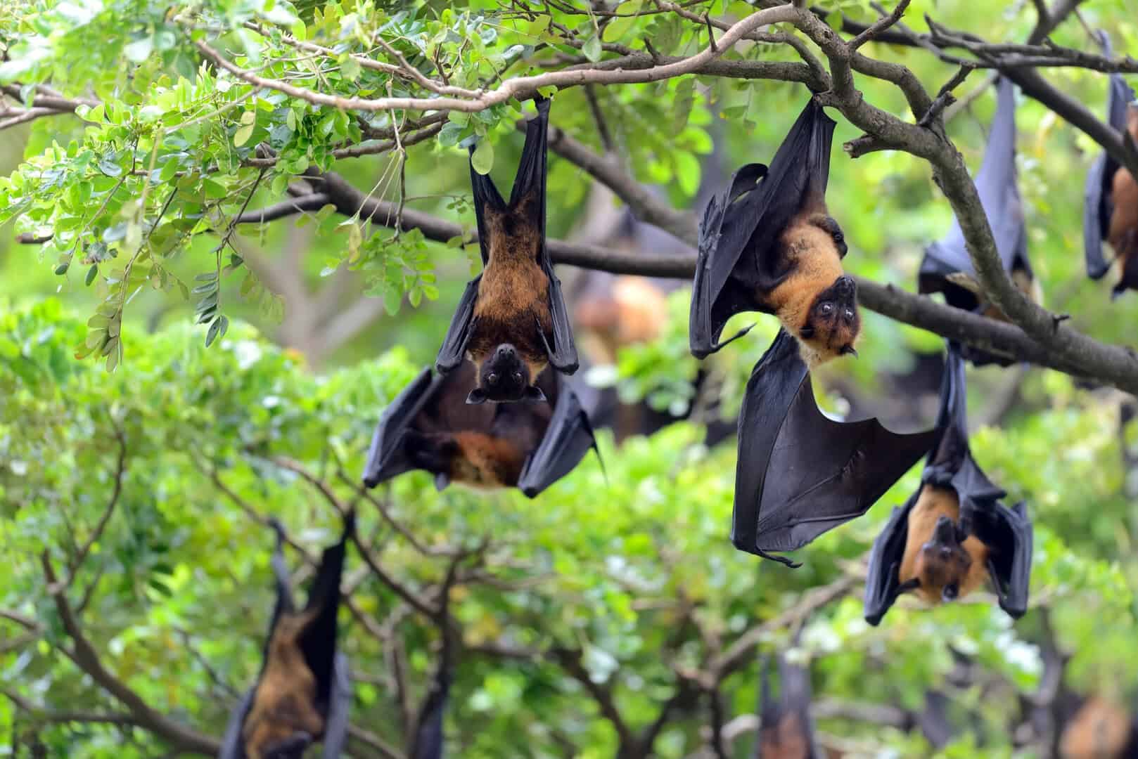 pipistrelli frugivori abilita cognitive