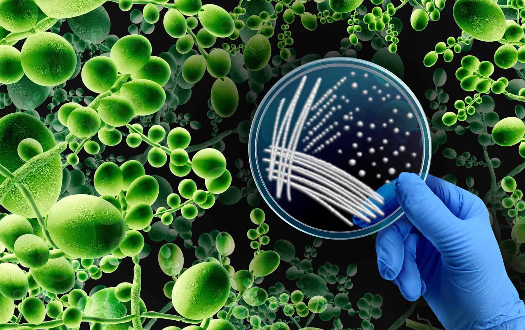 potente antibatterico contro morbo mangia carne