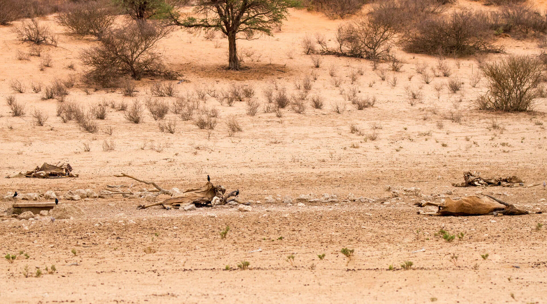 Sud Africa e la crisi indotta da El Niño: milioni di persone colpite dalla siccità