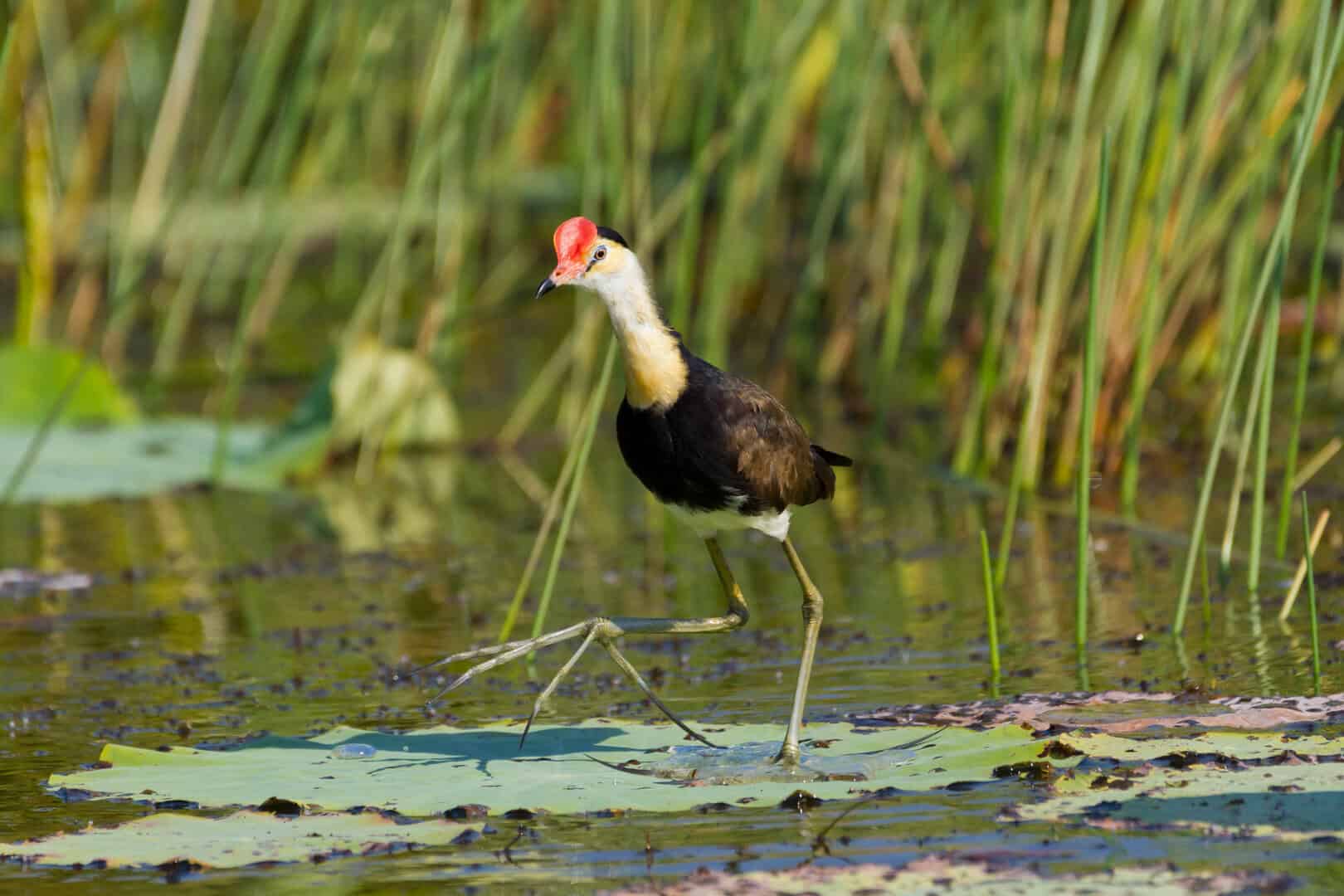 ucello gesu cammina su acqua