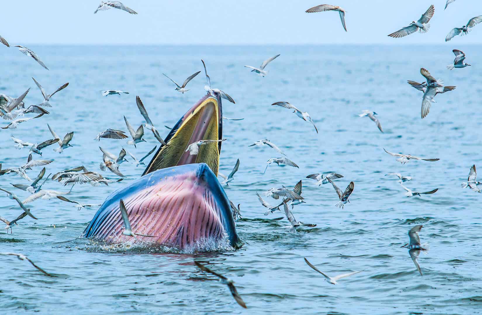 balaenoptera brydei 22 09