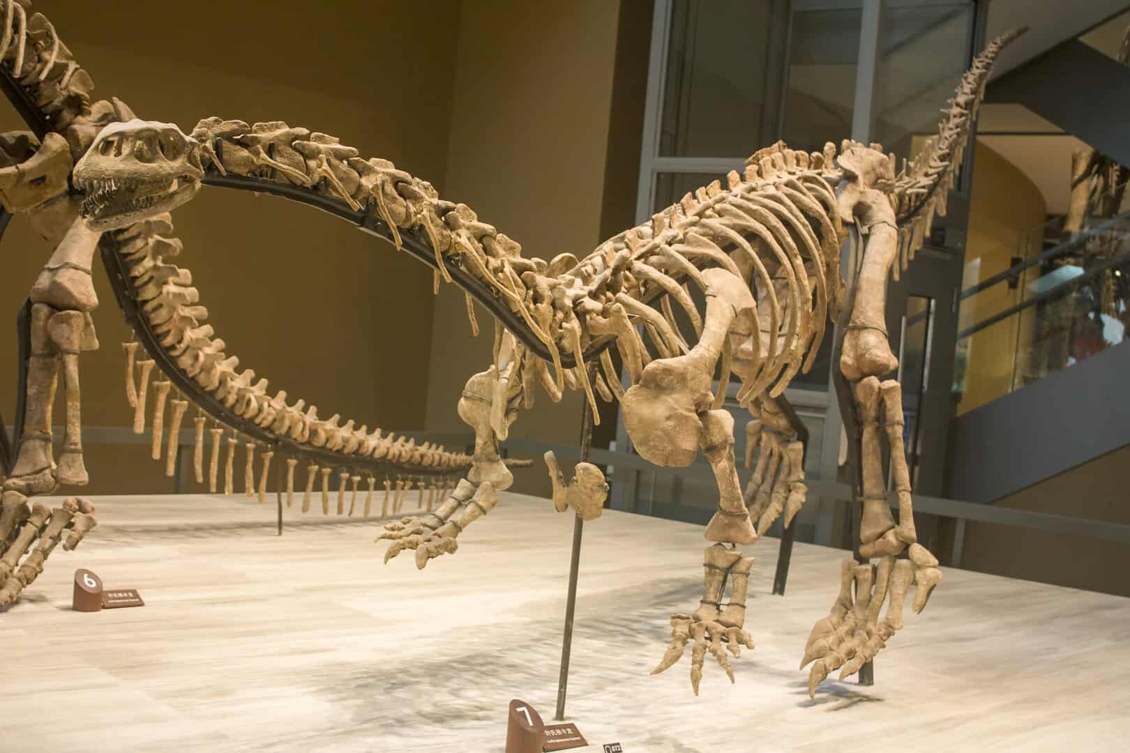 lufengosaurus fossile collagene