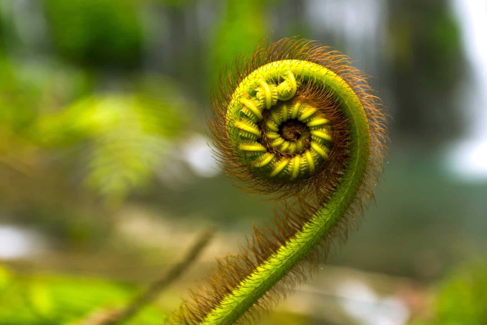 Perché la sequenza di Fibonacci appare così frequentemente nella natura?