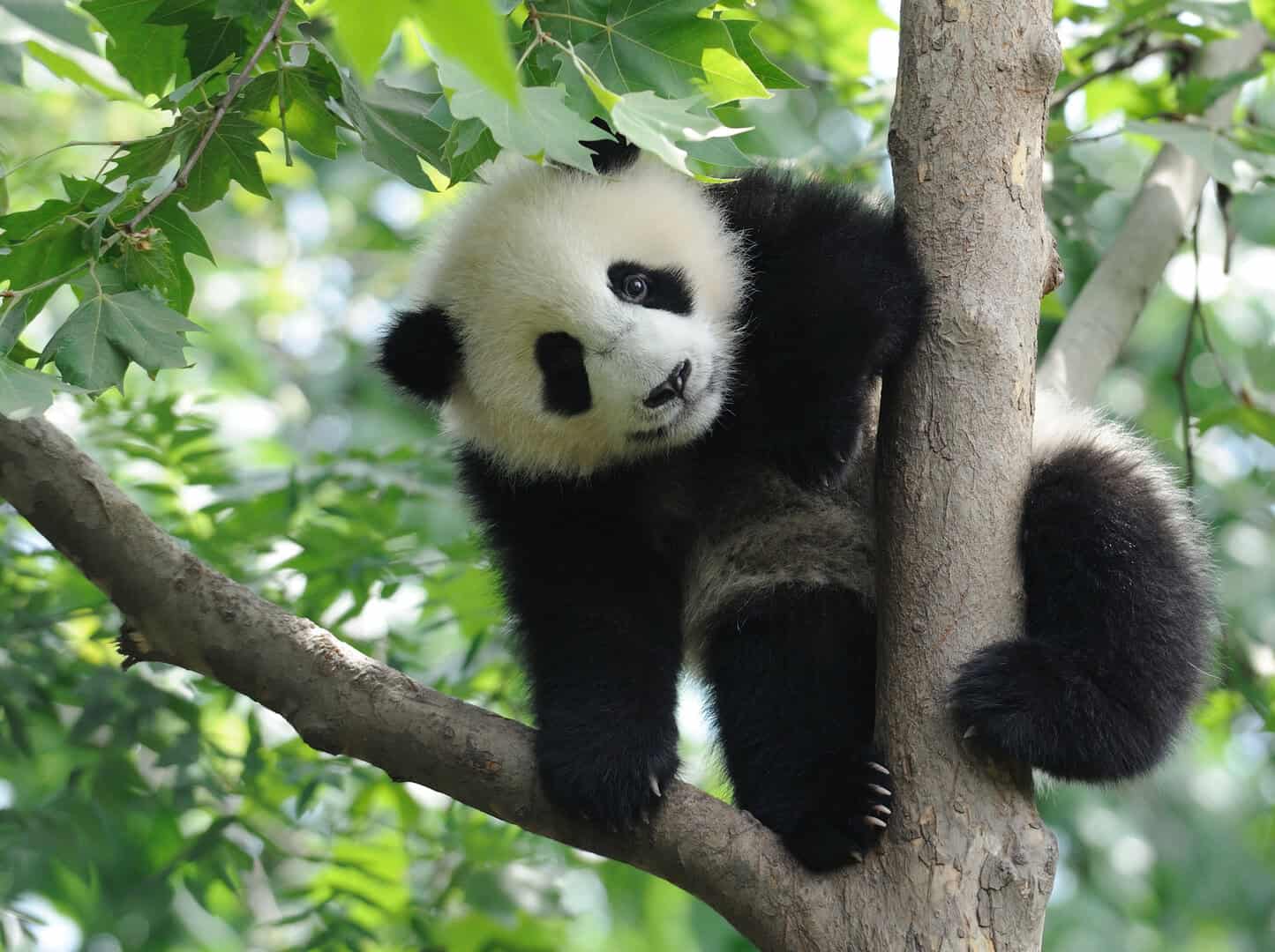 panda antichi europa 22 09