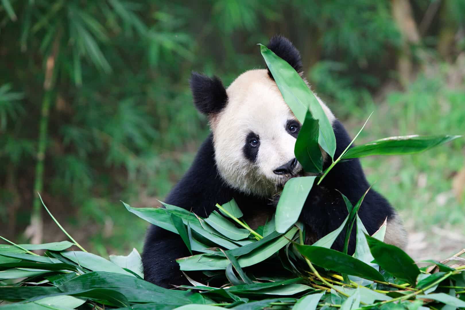 panda salvare specie