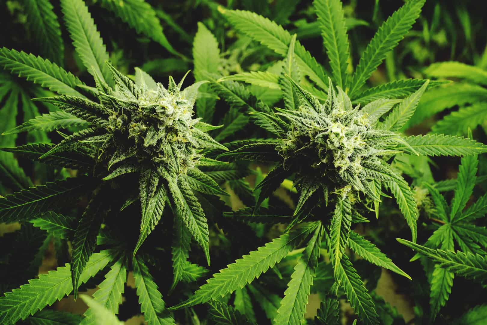 pianta cannabis