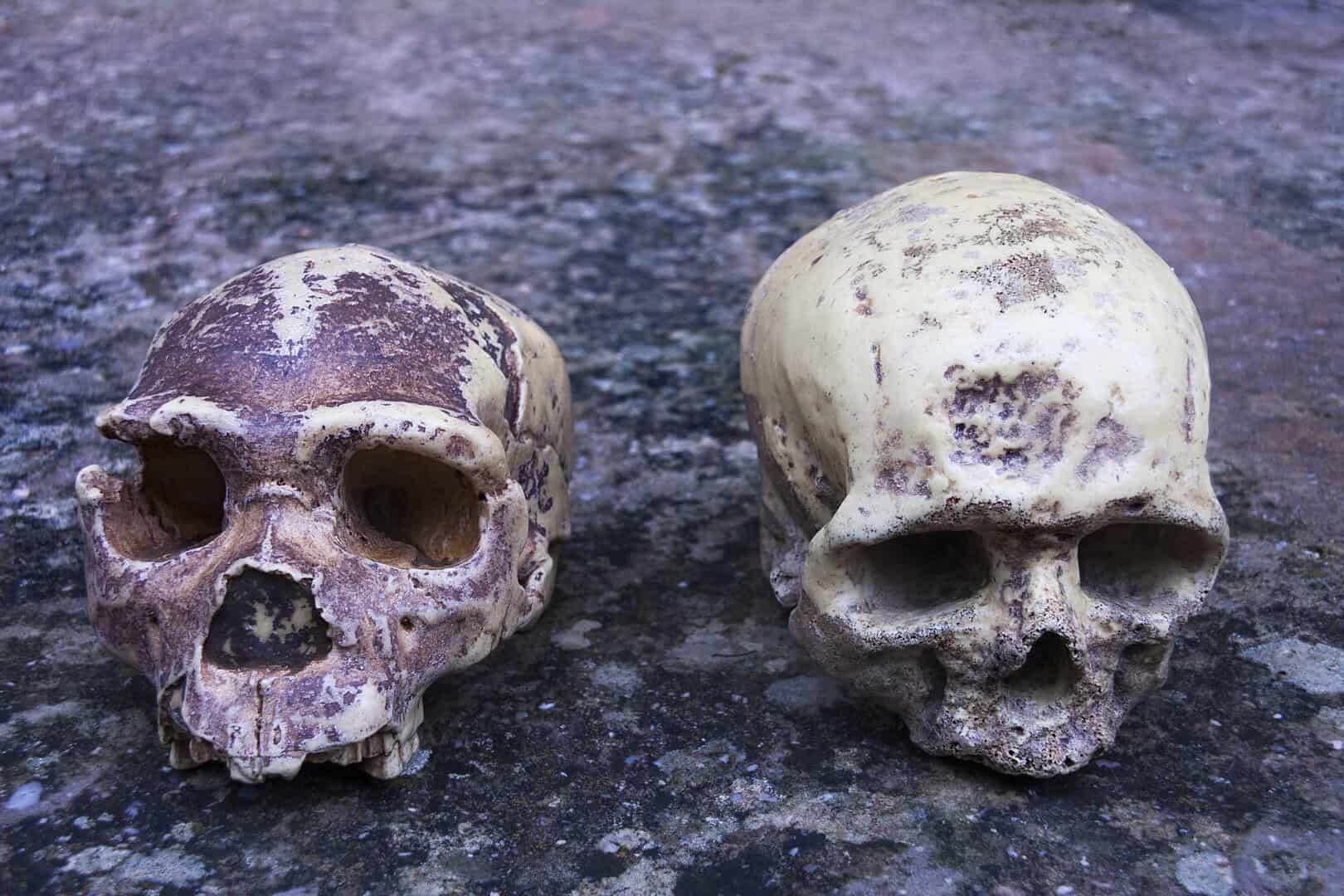 sapiens versus neanderthal 17
