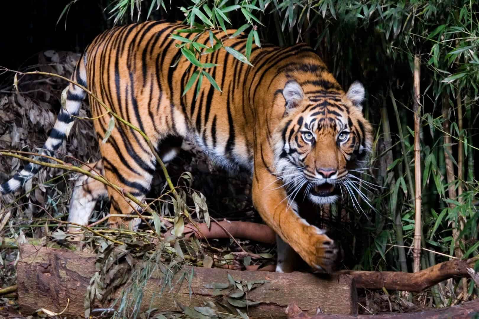 tigre mammifero feroce