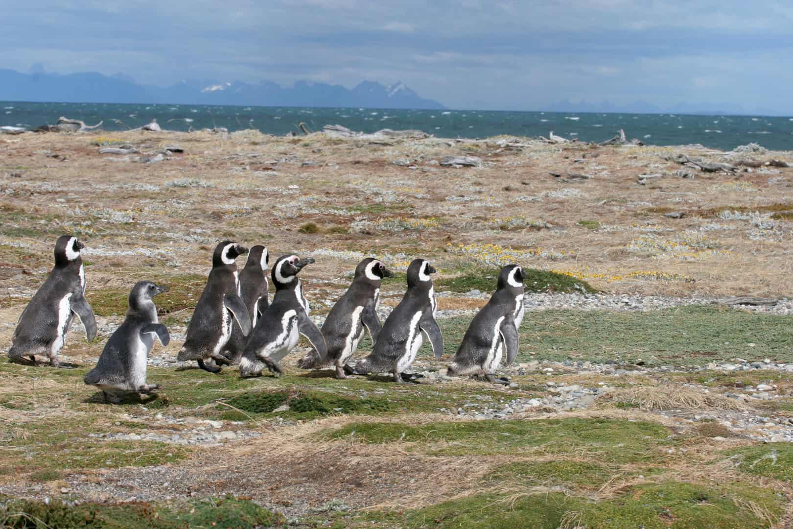 L’Antartide sta diventando verde: un impatto evidente dei cambiamenti climatici