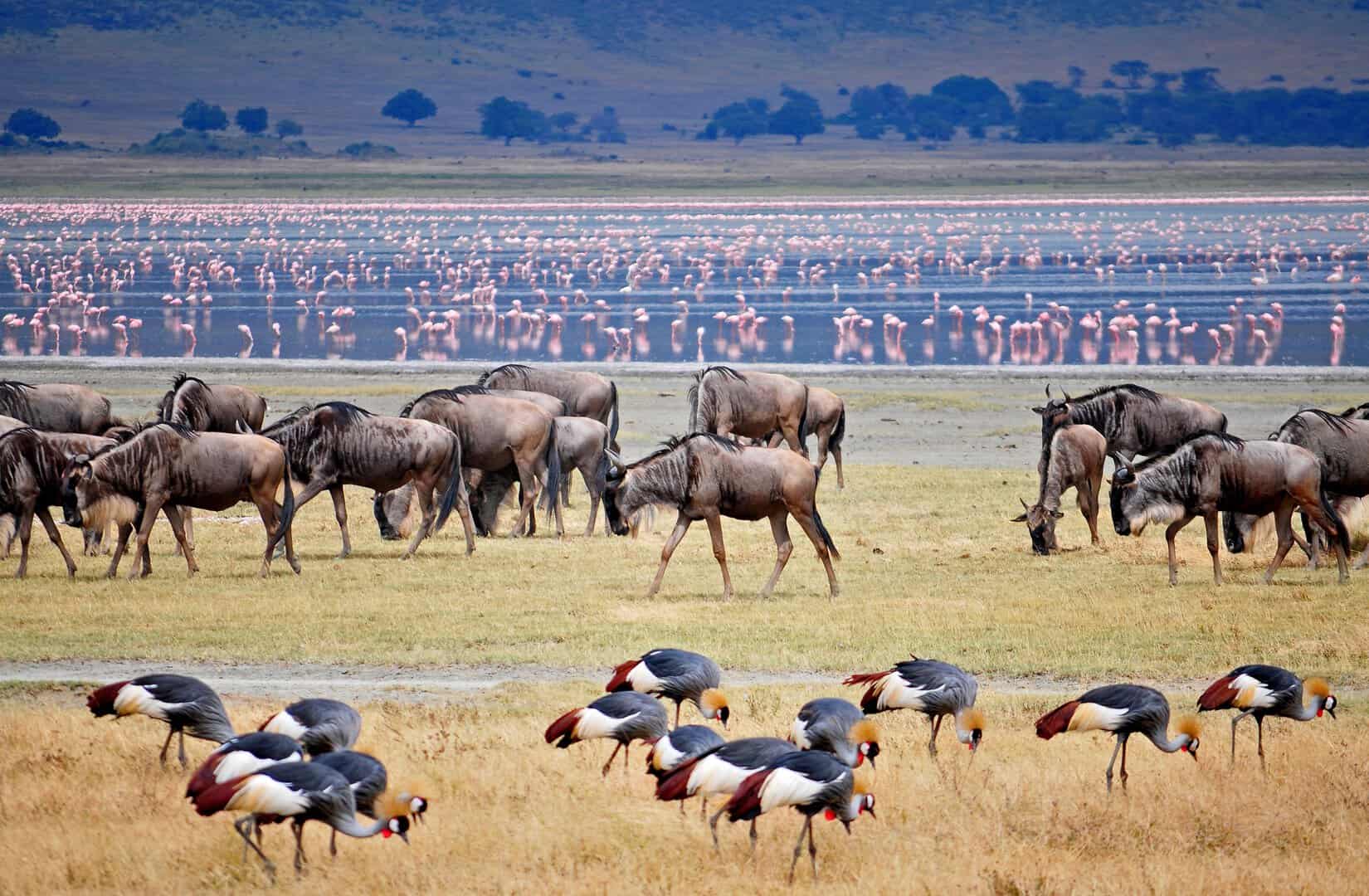 Il pauroso declino della fauna selvatica terrestre: calata del 73% dal 1970