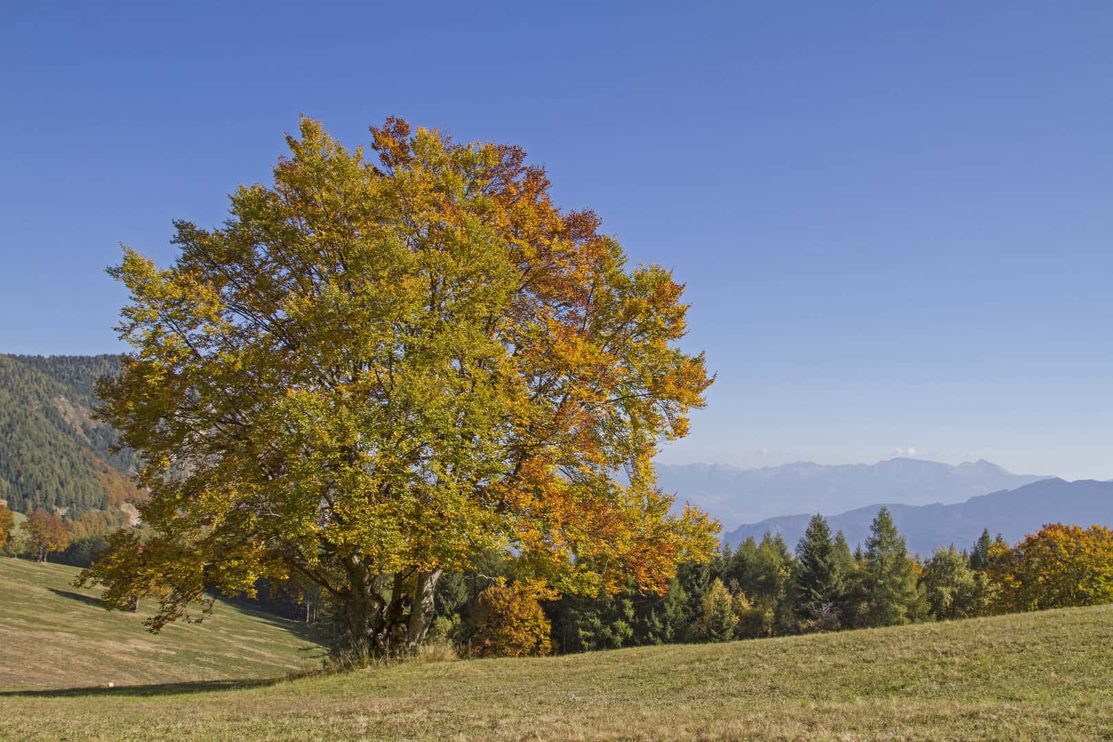 Turismo autunnale: esplorando il foliage del Monte Bondone in Trentino