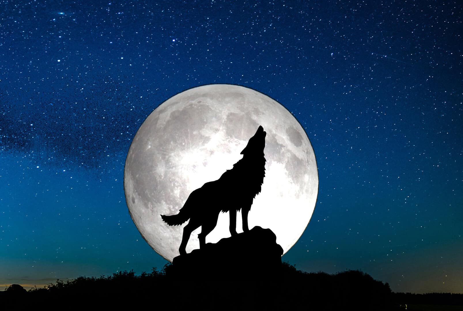Perché i lupi ululano alla luna? Ma è proprio vero?