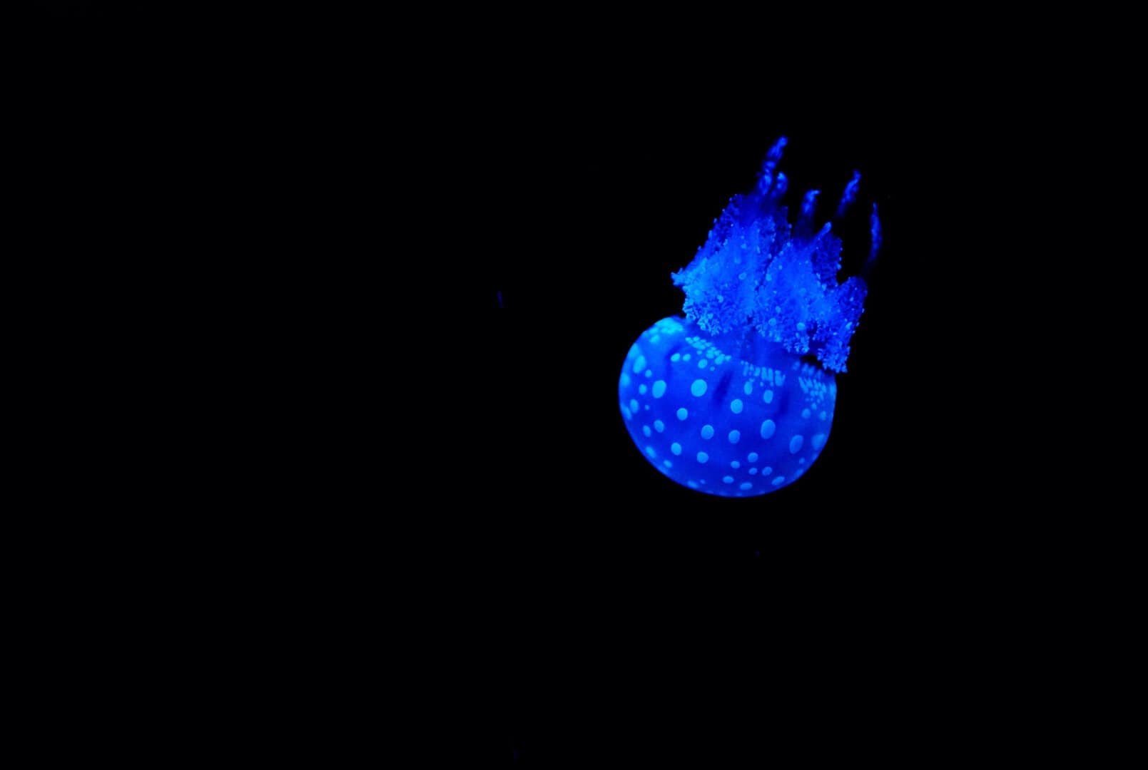 Cosa succede nel profondo oceano? I processi all’origine della vita