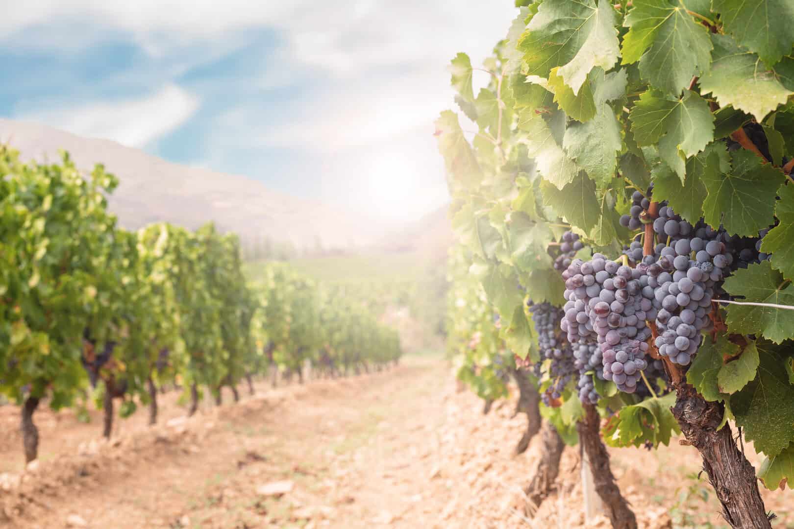 Cambiamenti climatici e produzione agricola: la lama a doppio taglio dell’eccesso di CO2