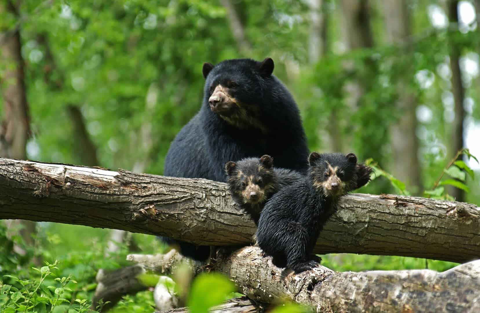 Il declino dell’orso andino: l’iconica specie del Sud America è a rischio estinzione