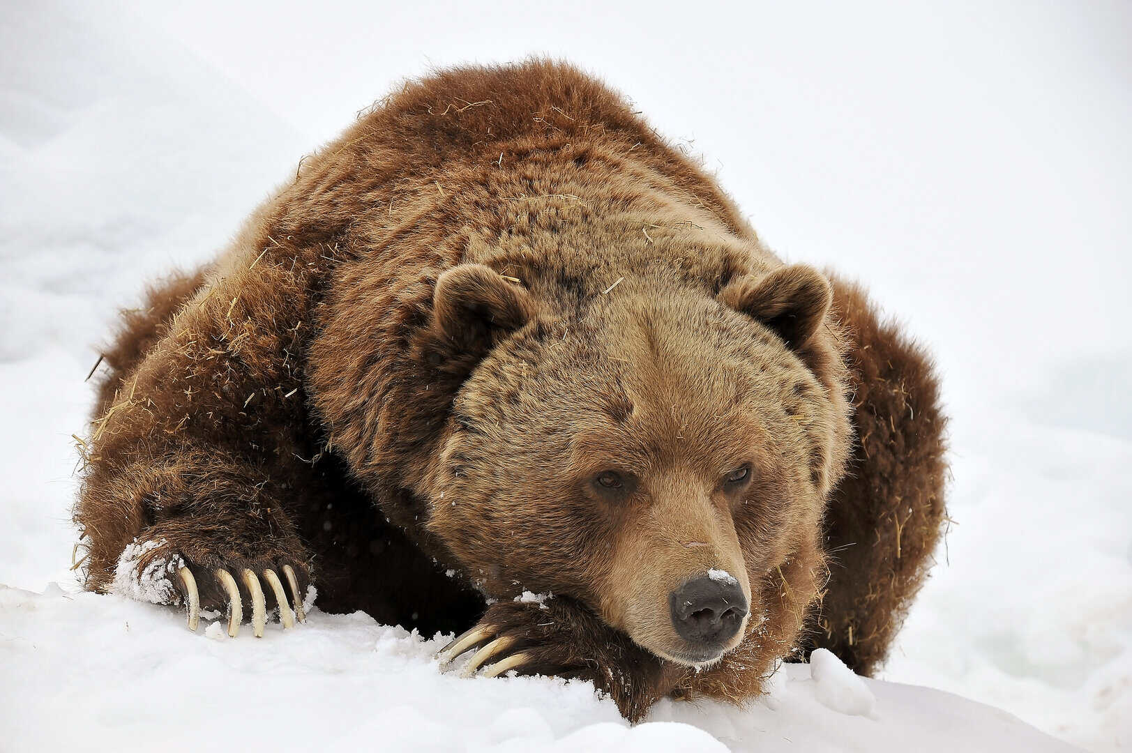 orso grolare 1117