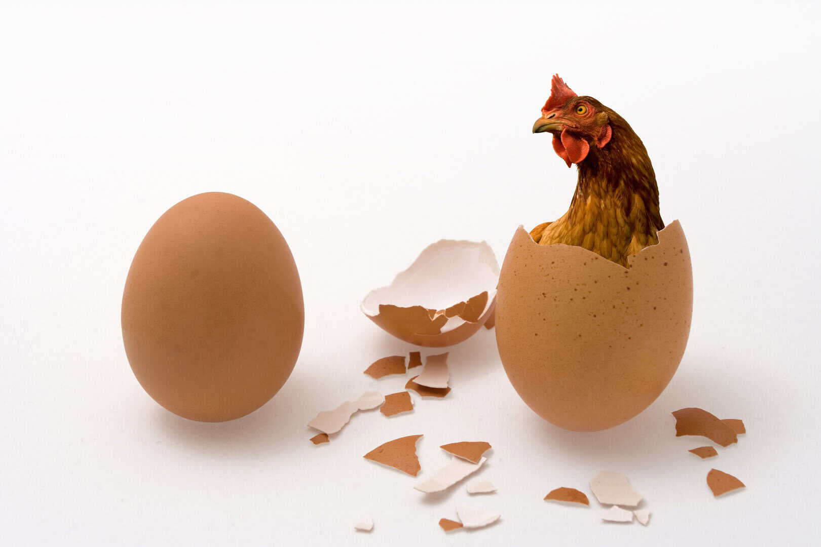 È nato prima l’uovo o la gallina? L’eterna domanda ha finalmente una risposta!