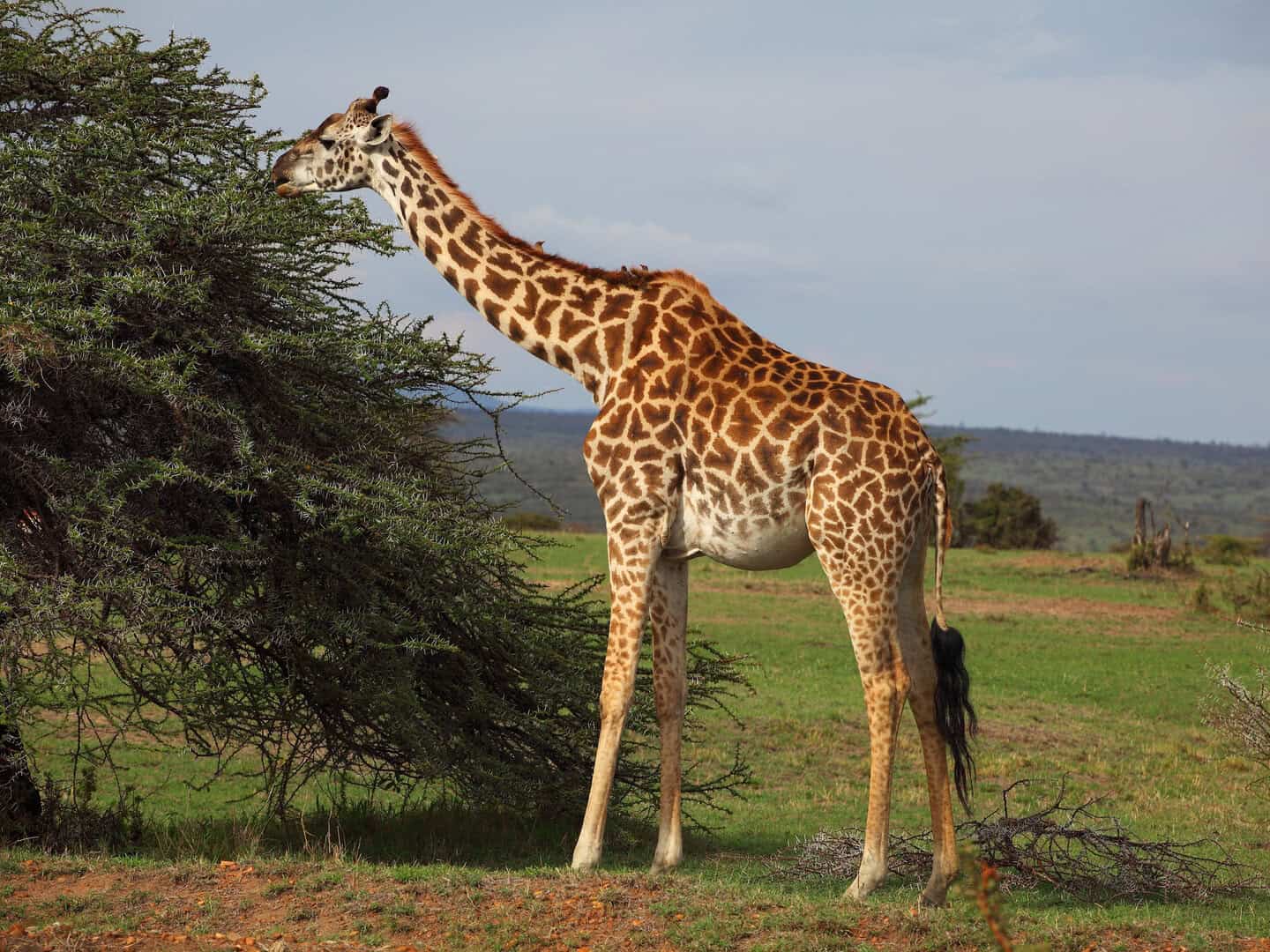 Il cambiamento climatico riduce il valore nutritivo delle piante: un rischio per gli animali erbivori