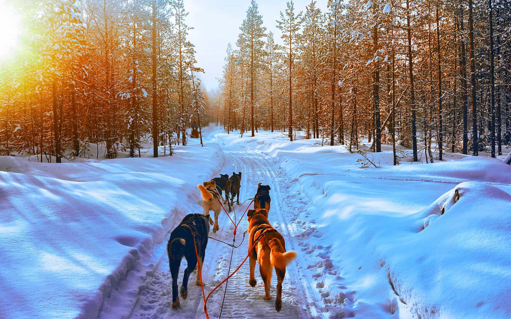 Turismo a Rovaniemi. Slitta con husky nel Parco Nazionale, attrezzatura per il freddo