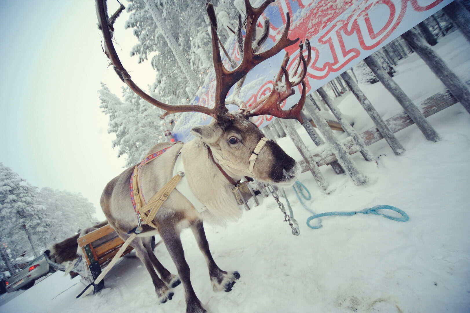 Viaggio a Rovaniemi. Alla scoperta di husky e renne nel freddo polare