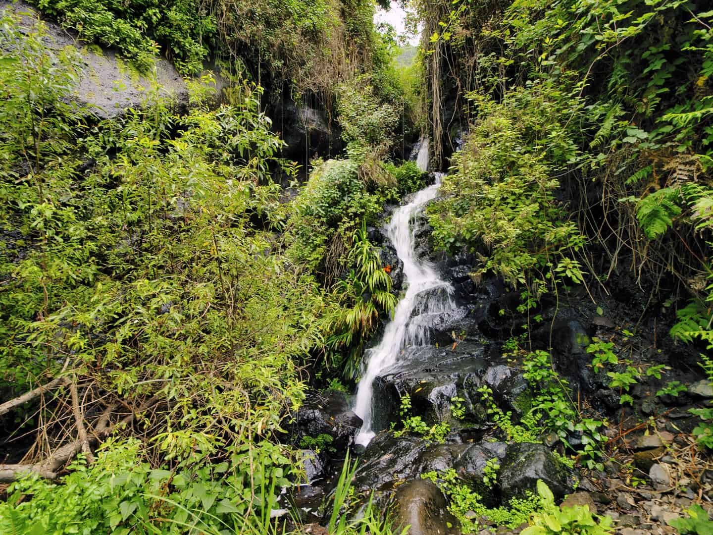 Viaggio nel parco nazionale di Garajonay. Preistoria a La Gomera